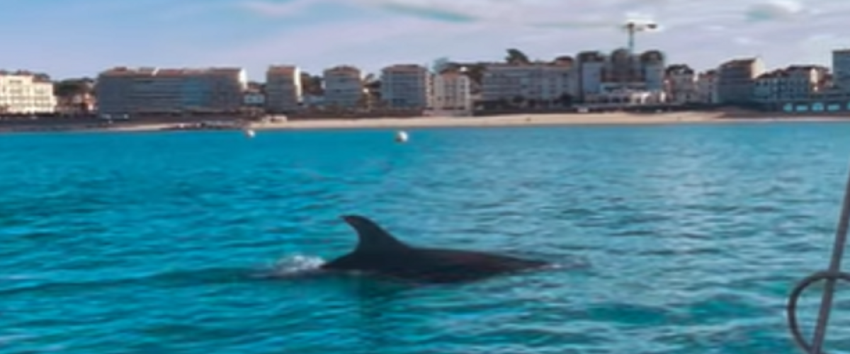 Ce magnifique dauphin est devenu une véritable mascotte, mais...