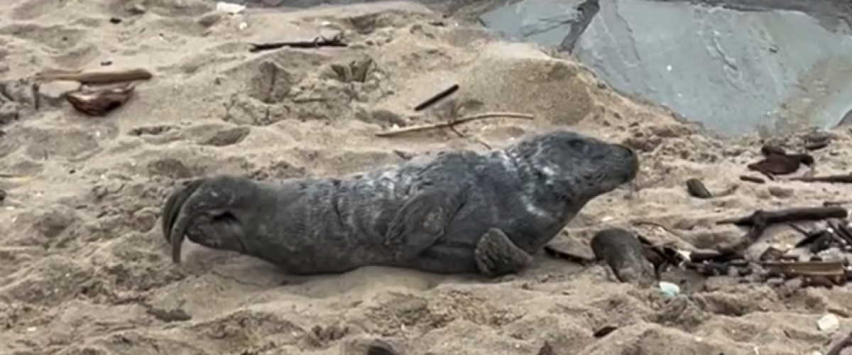 Un nouveau jeune phoque retrouvé échoué
