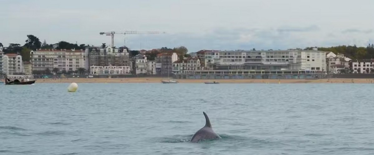 le dauphin de la baie de Saint-Jean-de-Luz est… une dauphine !