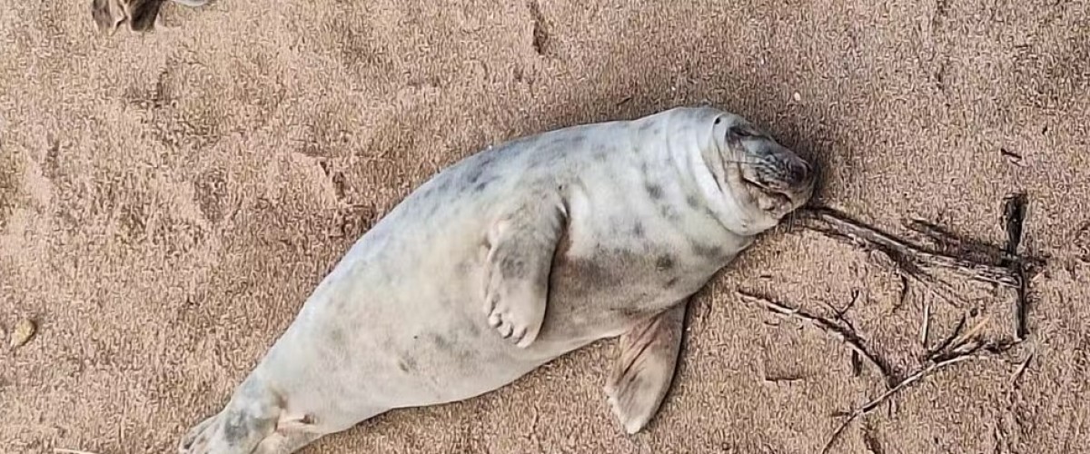 Saint-Jean-de-Luz 2 phoques aperçus sur la plage à Saint-Jean-de-Luz
