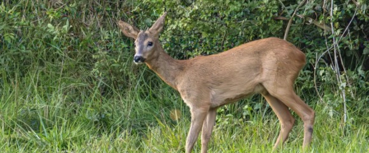 Un chevreuil s'est retrouvé piégé à Anglet