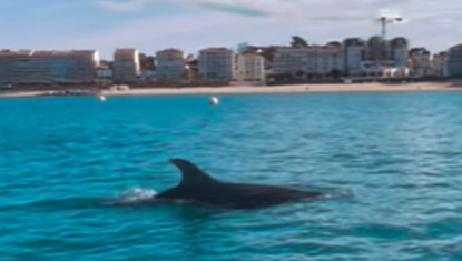 Ce magnifique dauphin est devenu une véritable mascotte, mais...