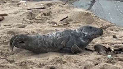 Un nouveau jeune phoque retrouvé échoué
