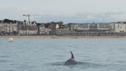 le dauphin de la baie de Saint-Jean-de-Luz est… une dauphine !