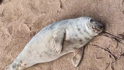 Saint-Jean-de-Luz 2 phoques aperçus sur la plage à Saint-Jean-de-Luz