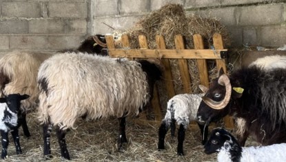 Chèvres et brebis à l'entretien des remparts de Bayonne