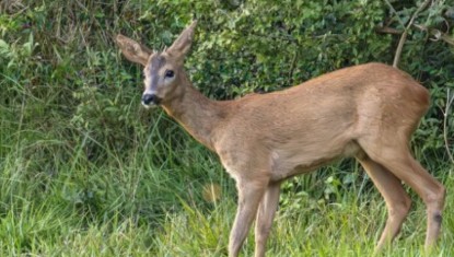 Un chevreuil s'est retrouvé piégé à Anglet
