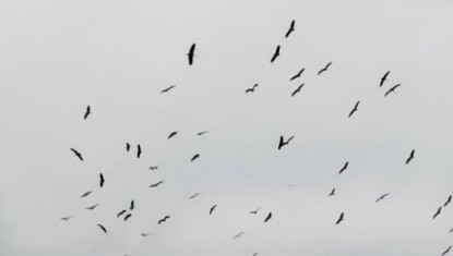 Des centaines de cigognes blanches ont été aperçues 